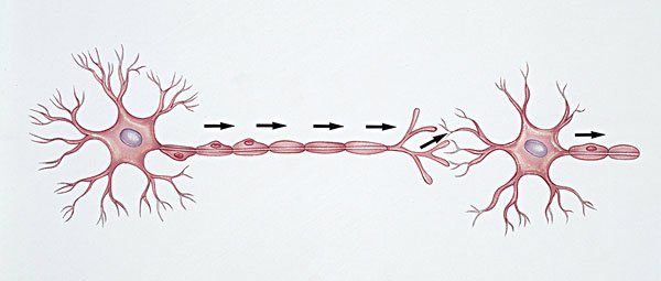 周围神经病损的病理改变有哪些
