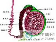 附睾肿大发硬
